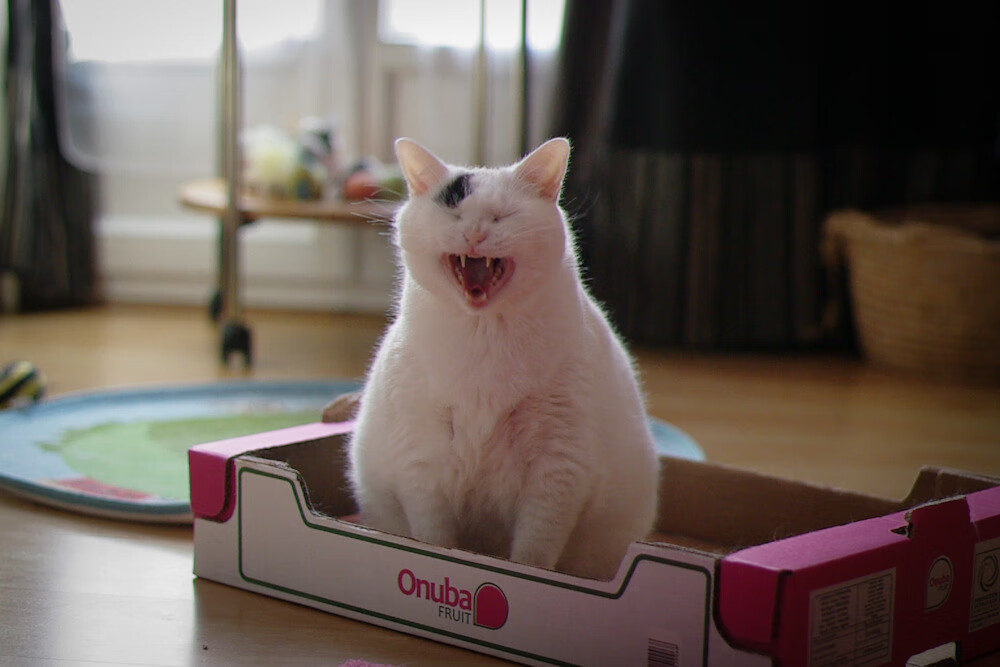 开云体育在线-铁血鏖战，石宇奇挥拍如剑，击破韩国重围