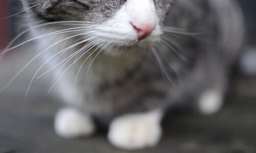 波尔之矛刺穿坚盾，英格兰队碾压葡萄牙队取胜