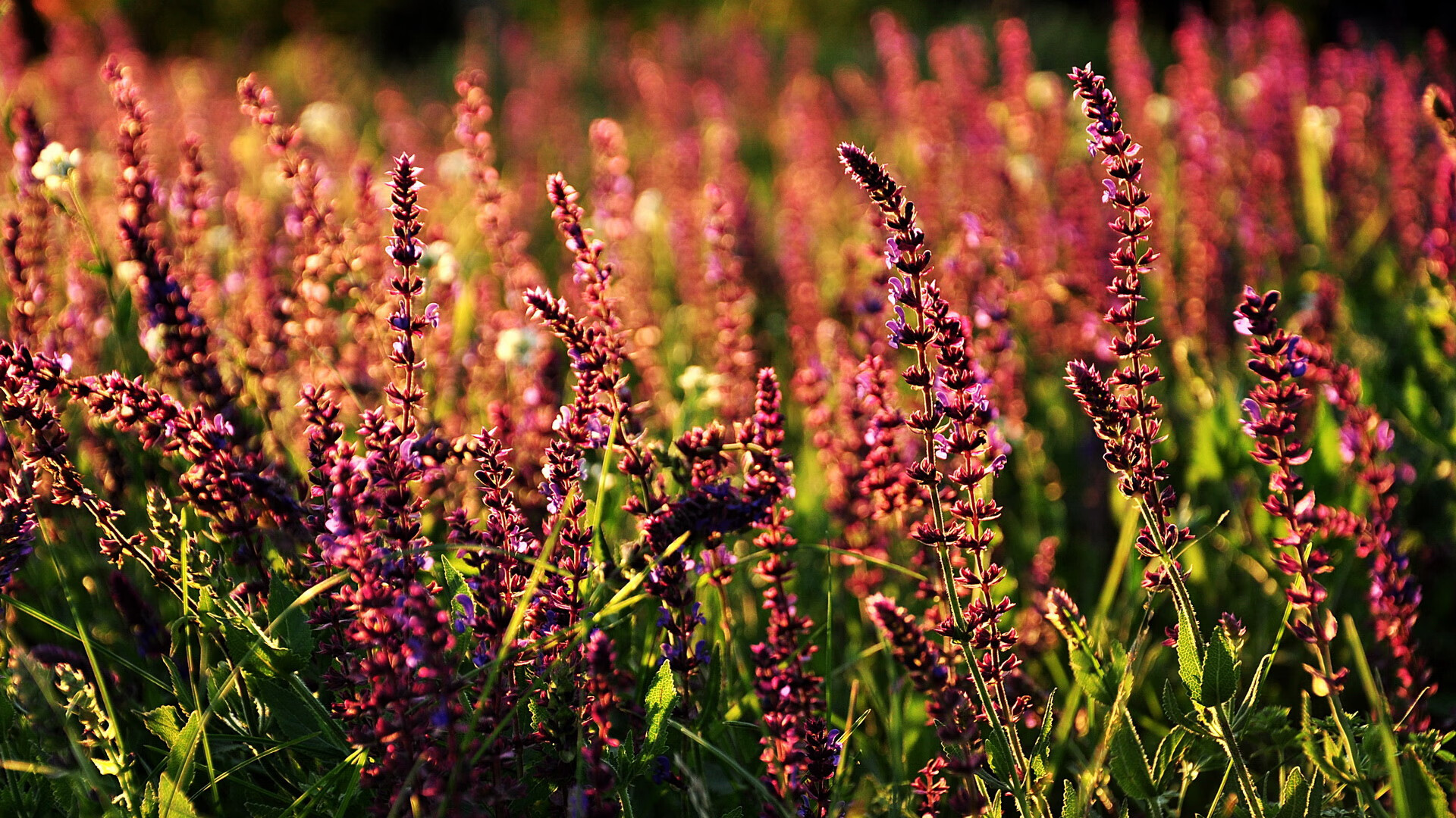 东方壁垒对西方巨兽,猛龙翻盘夜,约基奇用一场慢教学统治青岛