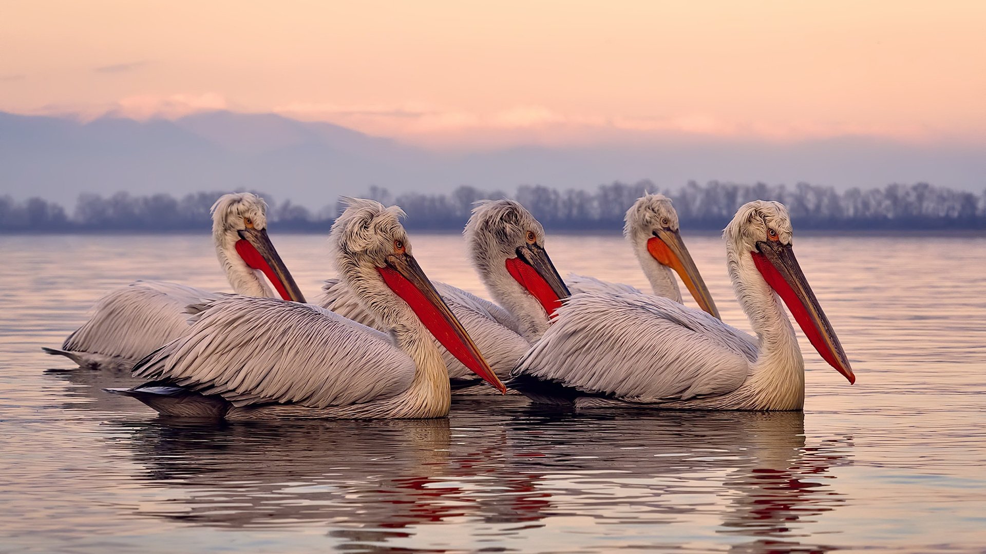 当拜仁防线绝杀法国,坎特孤光下的绿茵悖论