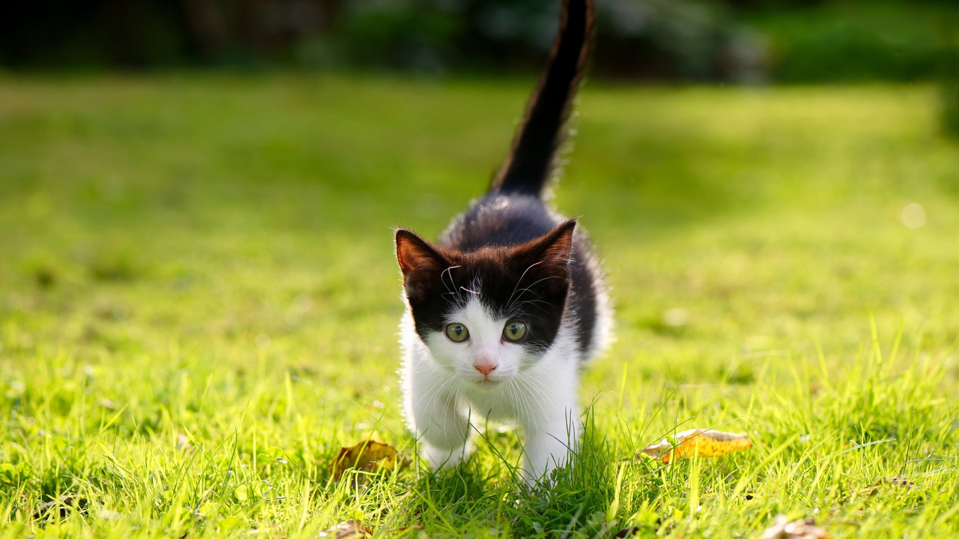 开云体育在线-废墟上空的星空，当活塞铁蹄踏过华南虎的最后一吼