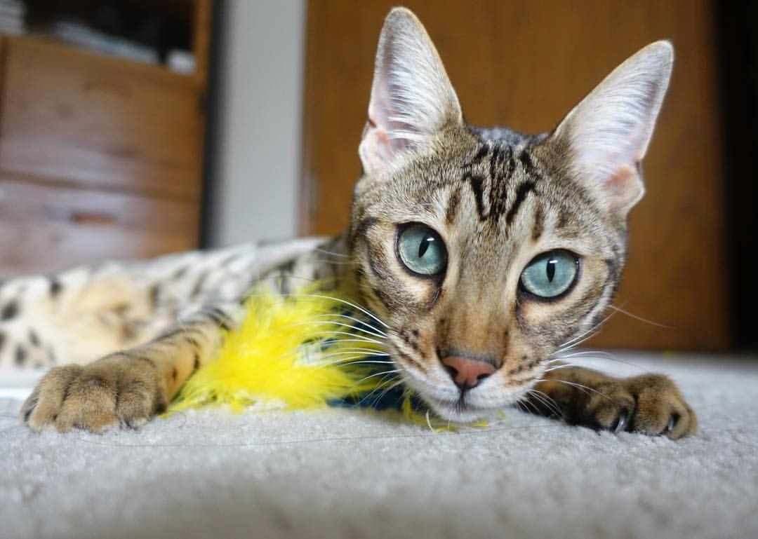 意甲焦点战的战术镜鉴,玻利维亚足球如何制霸切尔西的启示