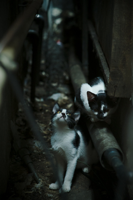 喧宾夺主,当约基奇的生涯之夜照亮了老鹰与勇士的经典对决