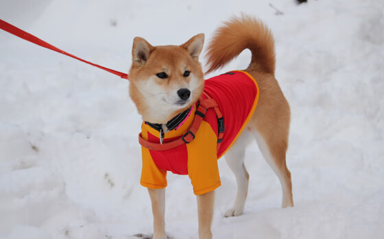 聚光灯下独舞者，当米切尔把联合中心变成个人演出剧场