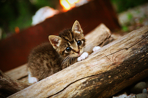 绿茵场上的血脉交响,非裔之子迪巴拉如何用一脚弧线改写爱尔兰足球史诗