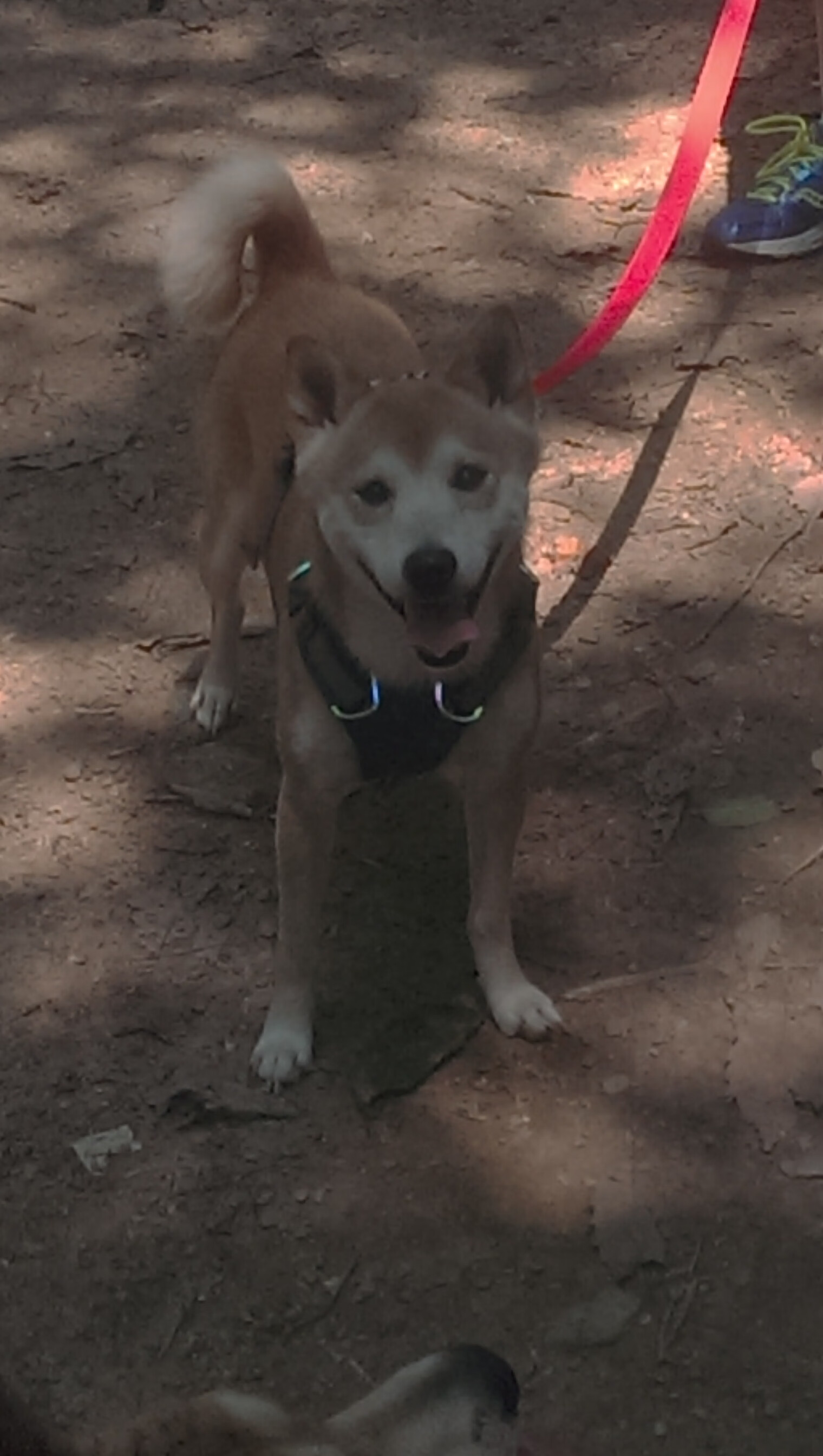 审判美式足球，当佛罗伦萨的文艺复兴之魂在绿茵场上拷问美国力量