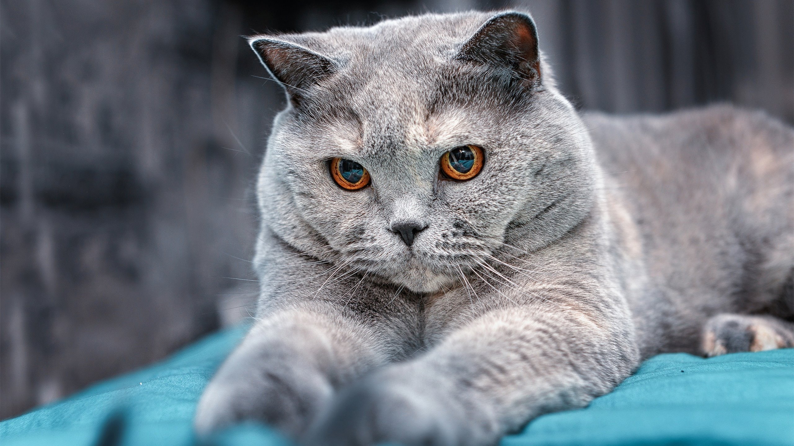 22+13+9准三双却零封对手关键先生？切特·霍姆格伦隐形披风里的致命锋芒