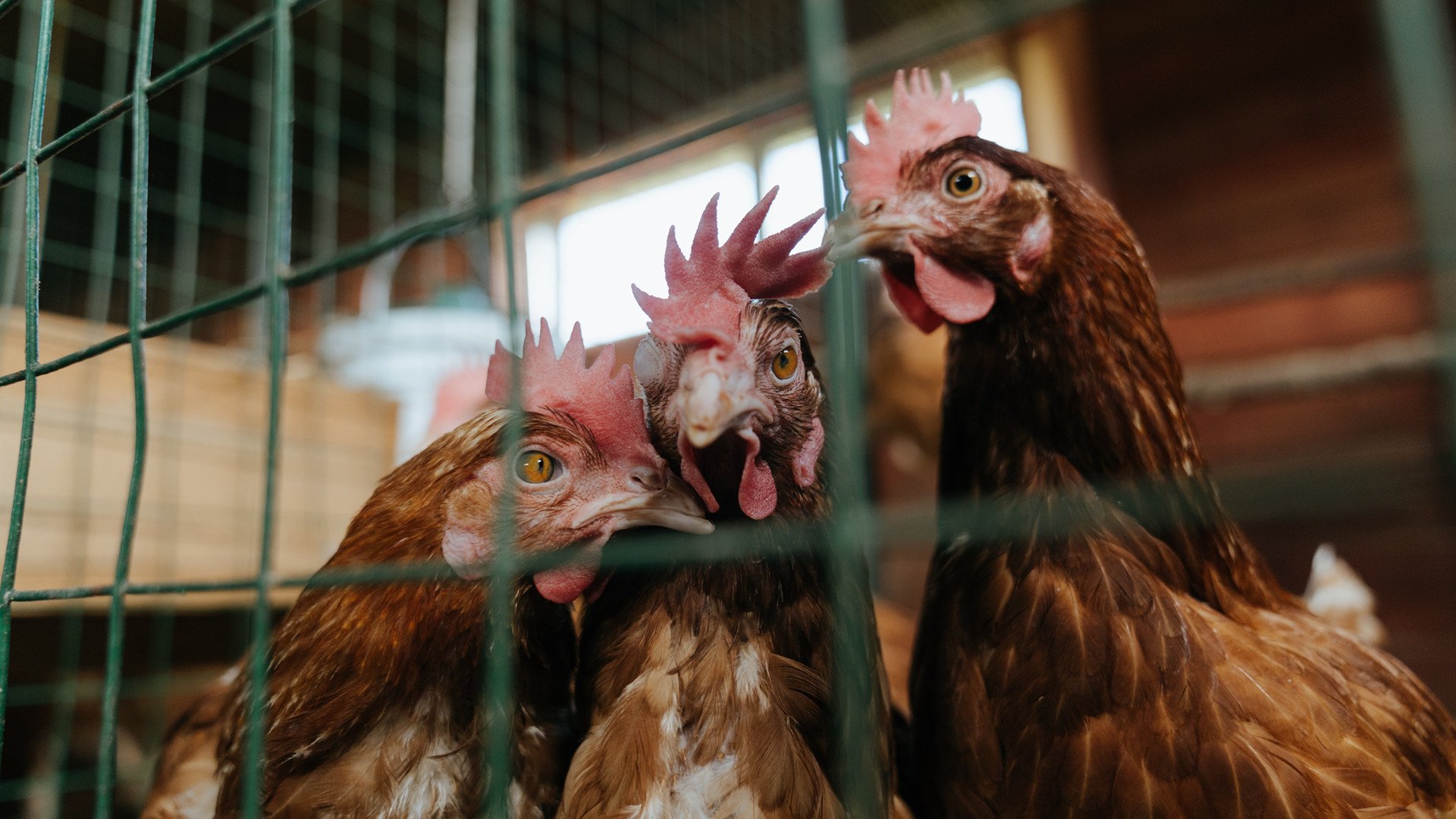 键盘间的欧冠,冰岛如何压哨击败加拿大