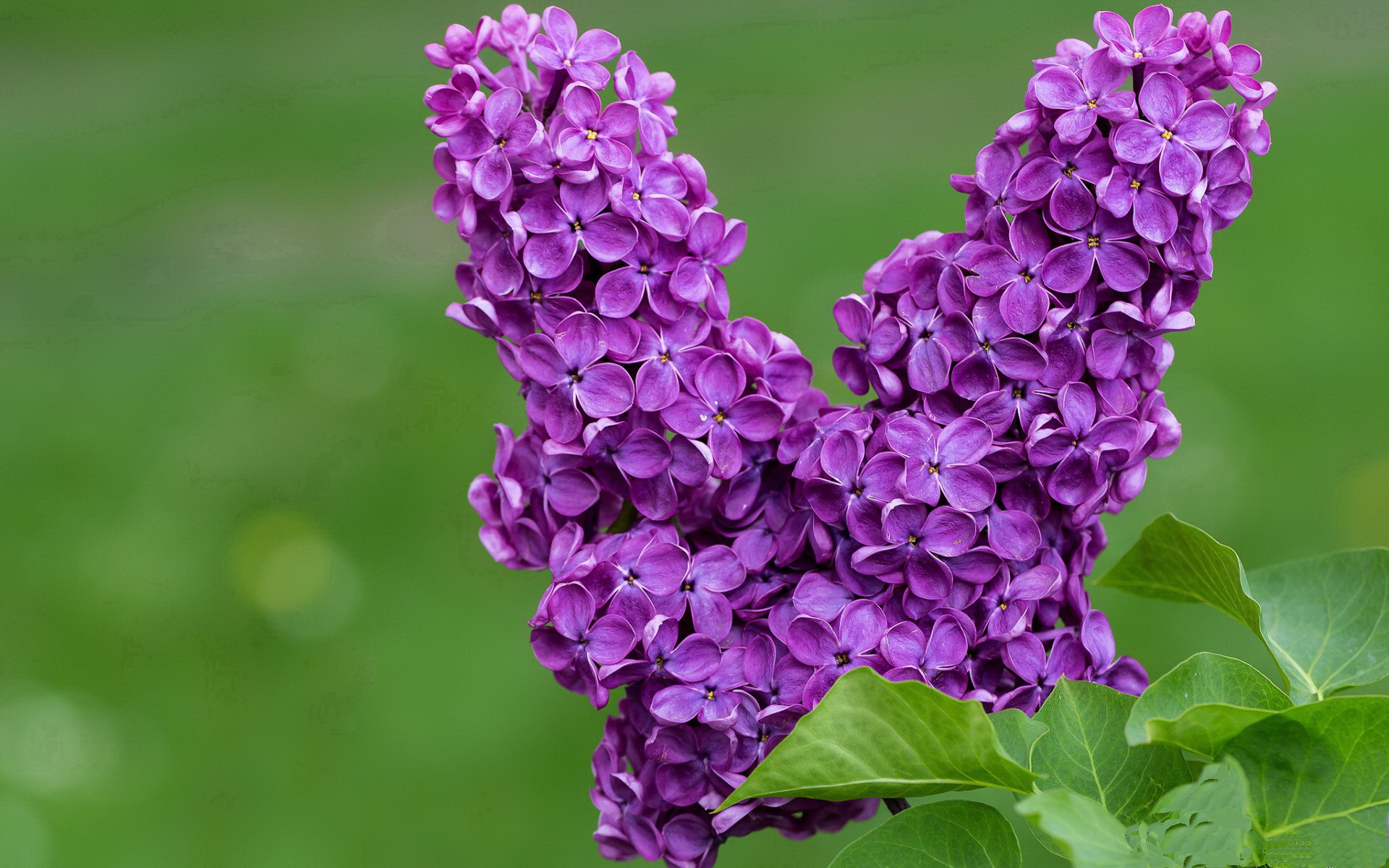 当东方铁军遭遇南滩烈焰,范弗利特用完美表现重写篮球翻译学