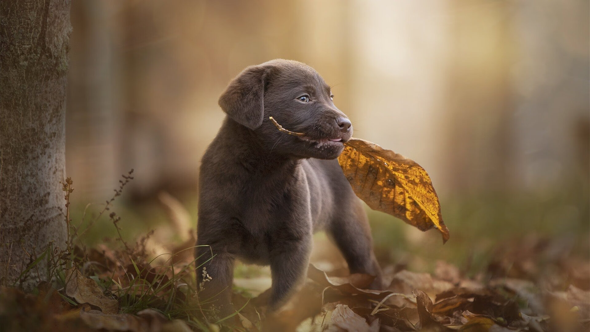 开云体育入口-独臂擎天！恩比德末节觉醒率火箭逆转绿军，诠释何为真正关键先生
