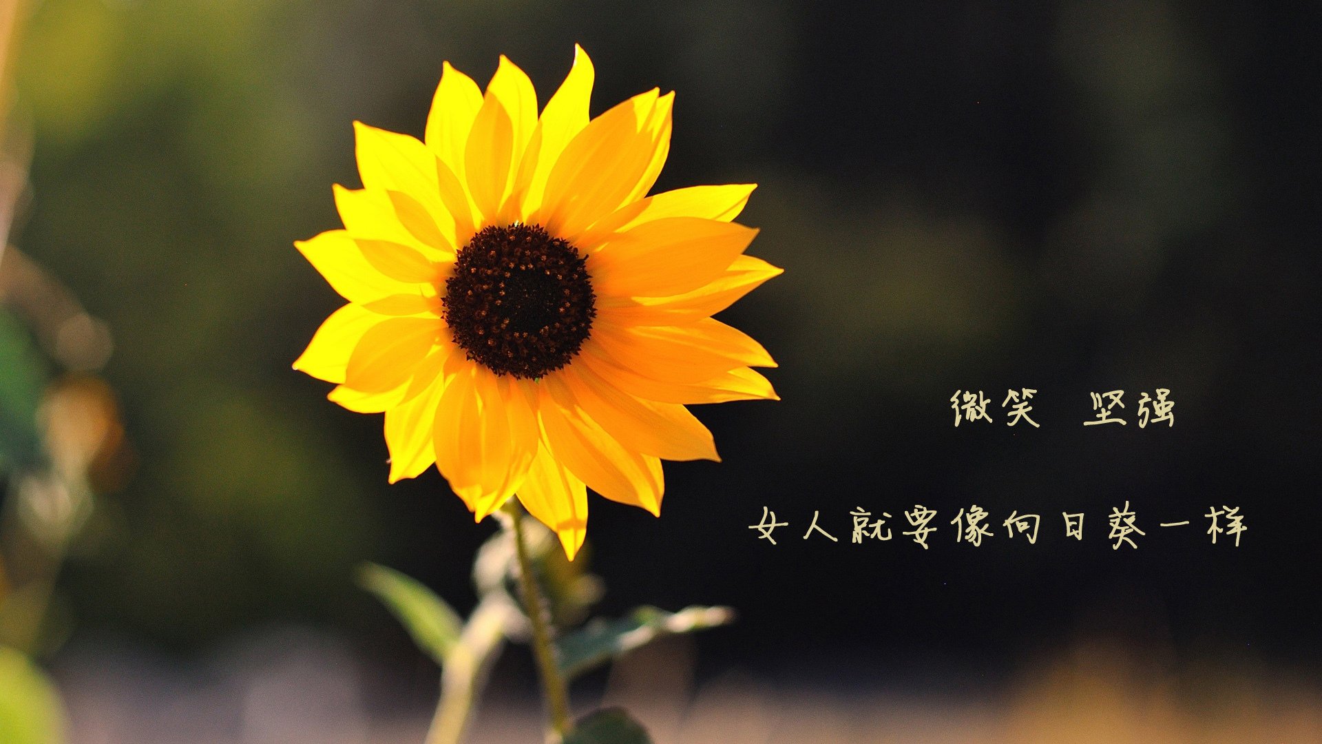 冲破极寒封锁线,班凯罗的统治力让火箭冲破森林狼不败金身