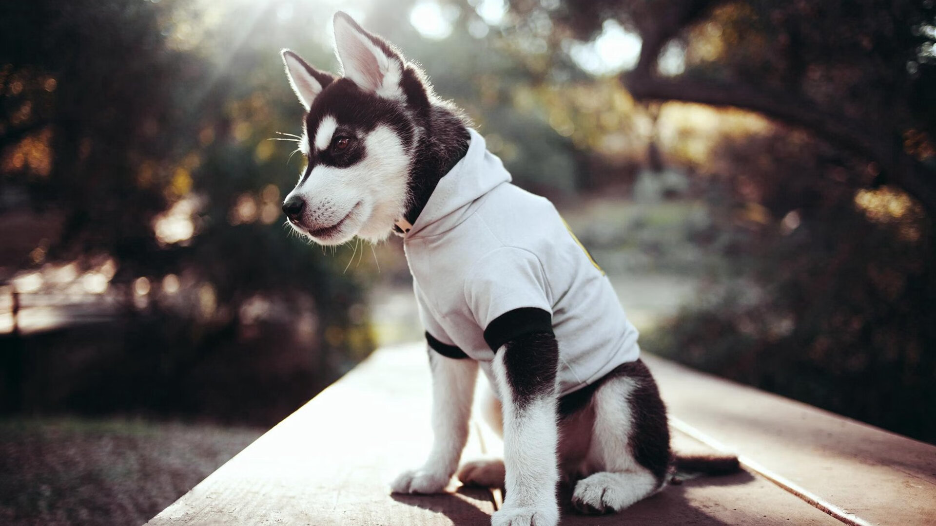 梦幻对决，森林狼与广厦的跨洋交锋，杜兰特教科书级表现引领风骚