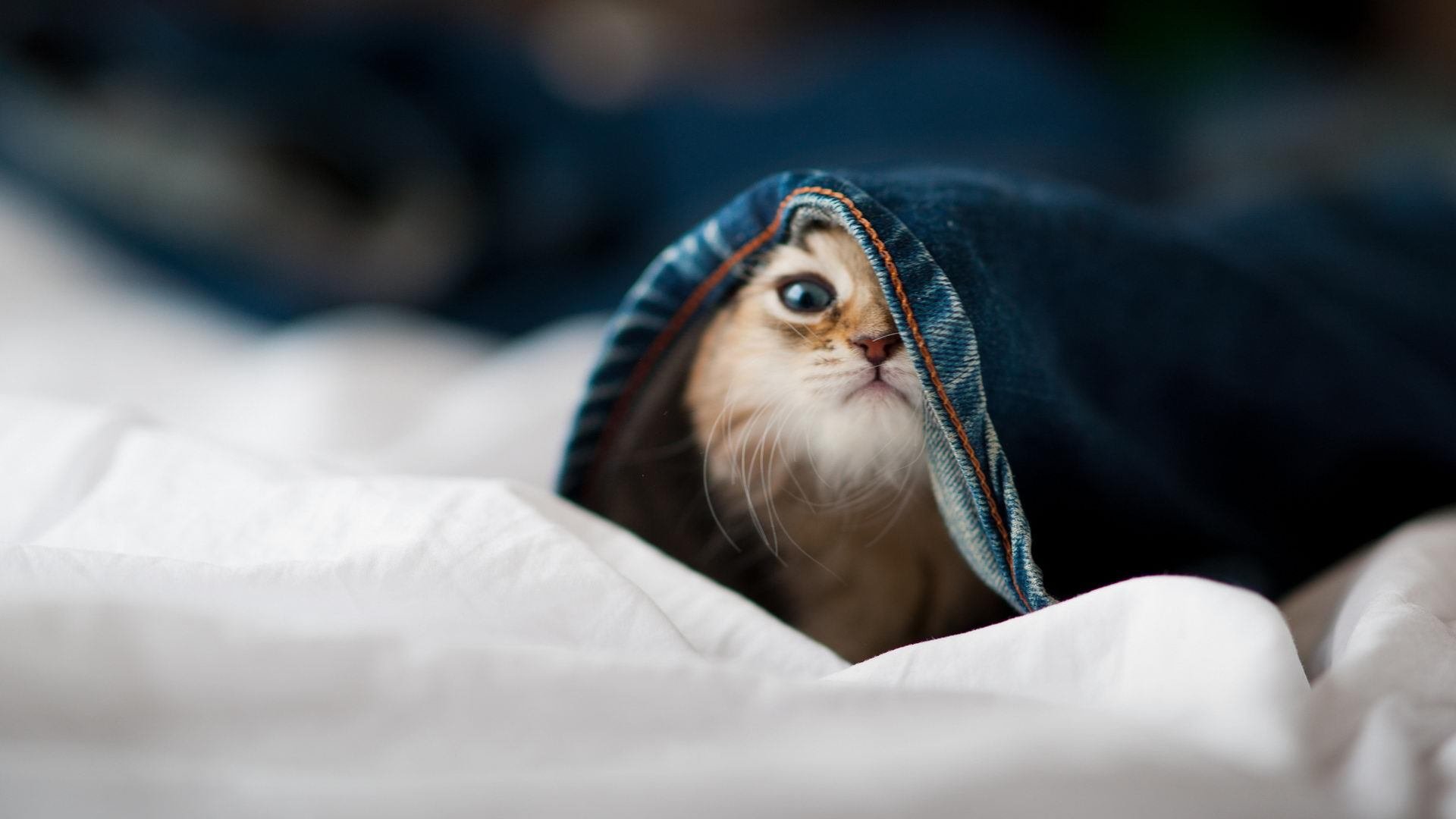 封锁的深意,维尼修斯如何刺穿毕尔巴鄂与塞内加尔的铁壁