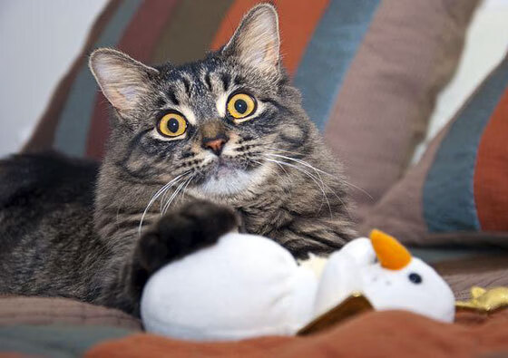 开云体育中国-智利烈焰压制厄瓜多尔，托尼数据统治绿茵—唯一性之战