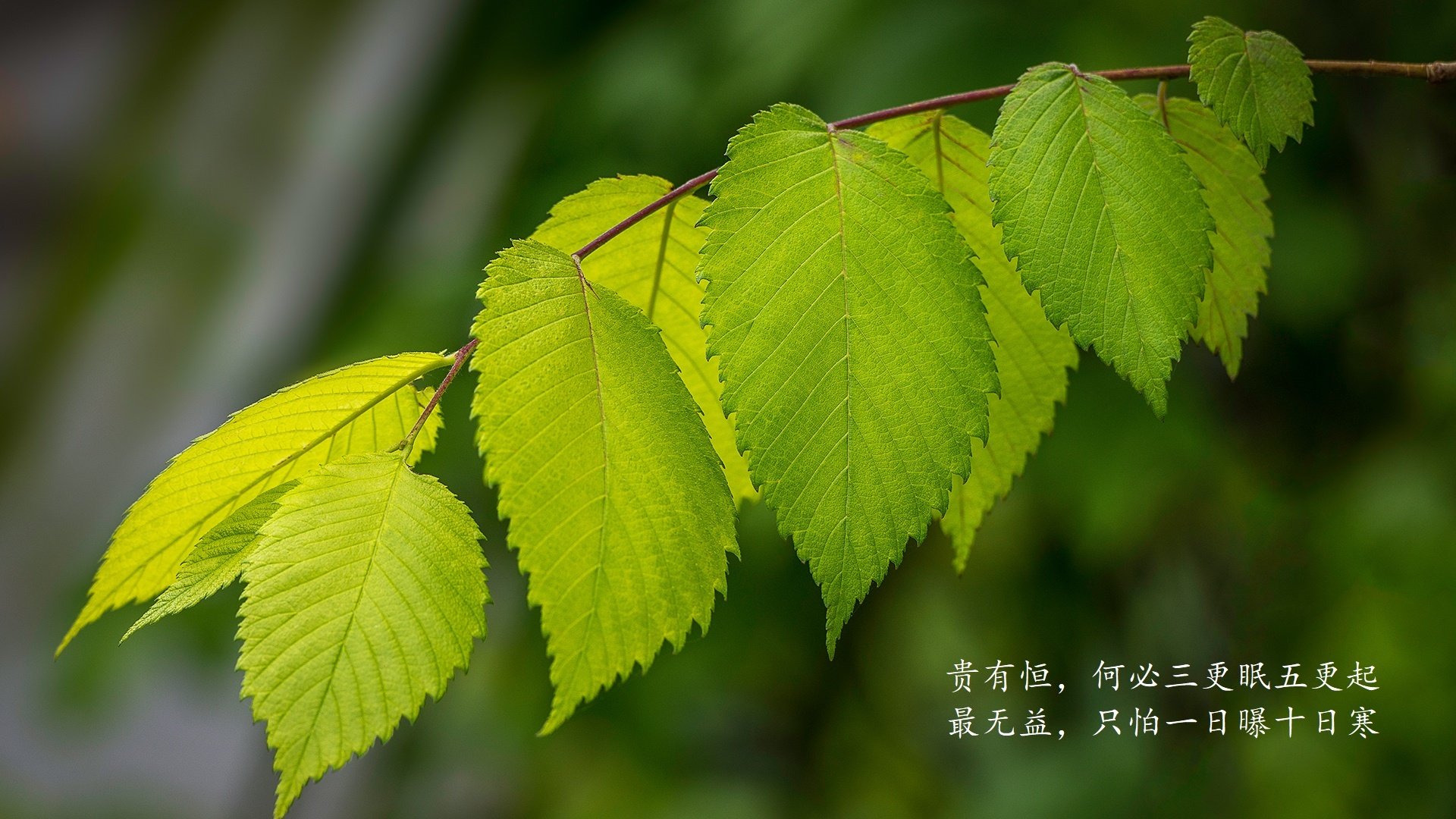 卡萨布兰卡之夜的闪电，哈基米撕裂东欧铁幕，摩洛哥在2026世界杯A组写下唯一答案